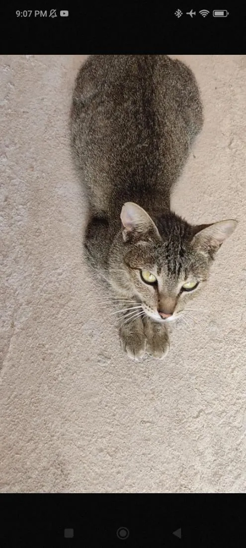 Gato raça SRD-ViraLata idade 2 anos nome Nora