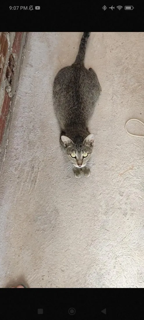 Gato raça SRD-ViraLata idade 2 anos nome Nora
