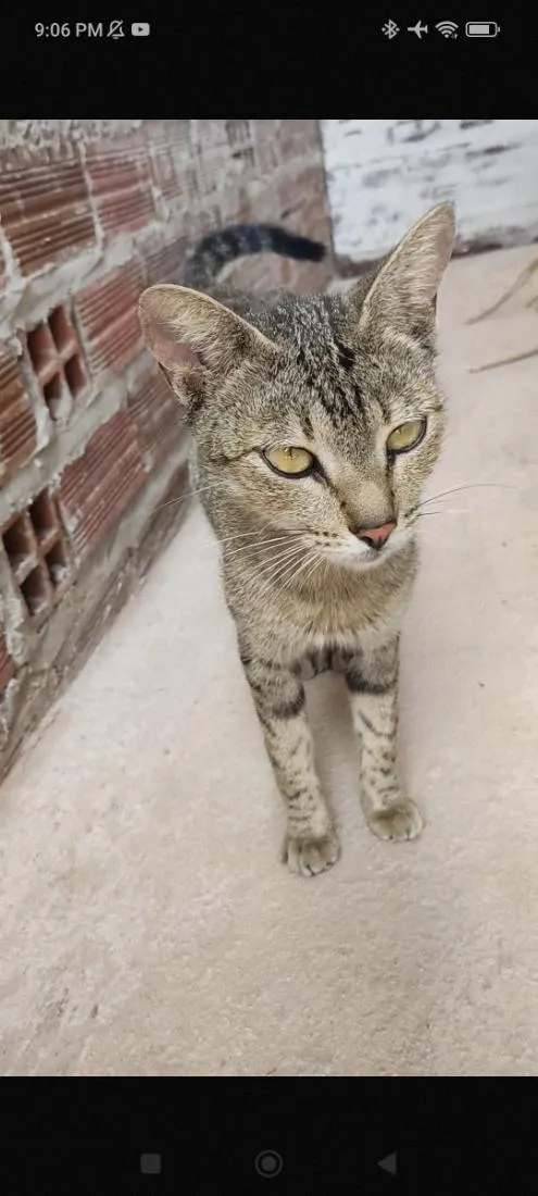 Gato raça SRD-ViraLata idade 2 anos nome Nora