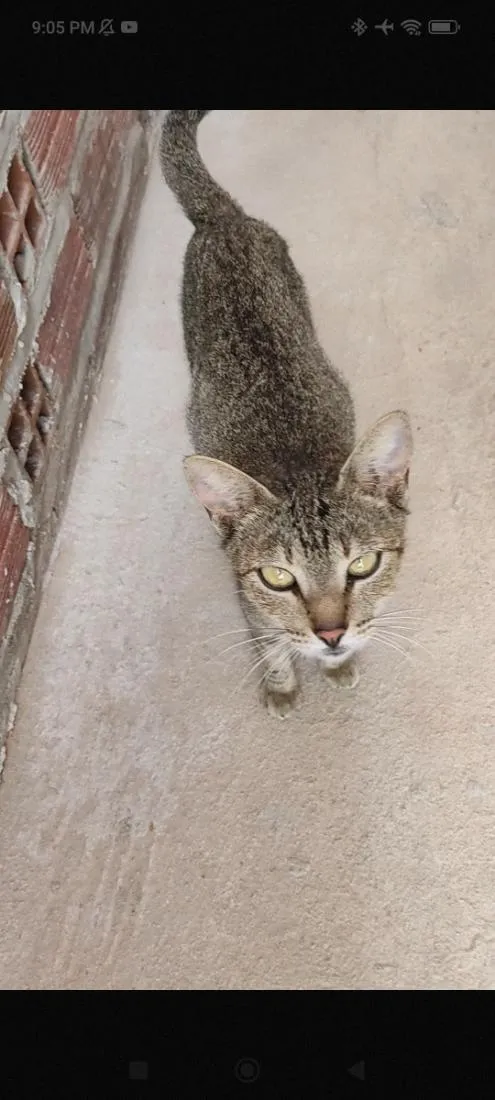 Gato raça SRD-ViraLata idade 2 anos nome Nora