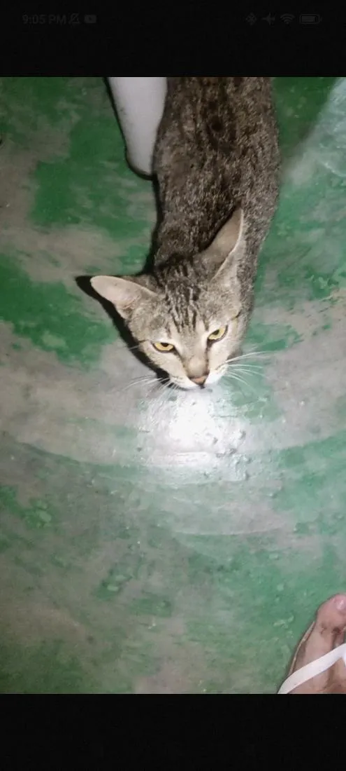 Gato raça SRD-ViraLata idade 2 anos nome Nora