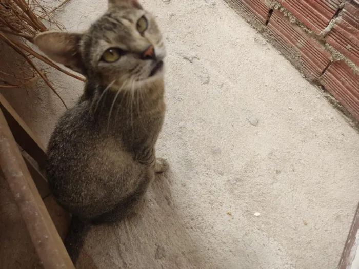 Gato raça SRD-ViraLata idade 2 anos nome Nora