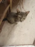 Nora