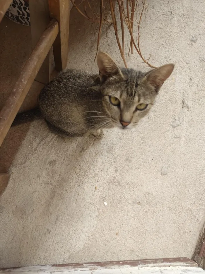 Gato raça SRD-ViraLata idade 2 anos nome Nora