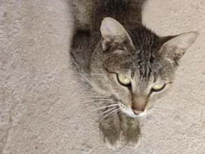 Gato raça SRD-ViraLata idade 2 anos nome Nora