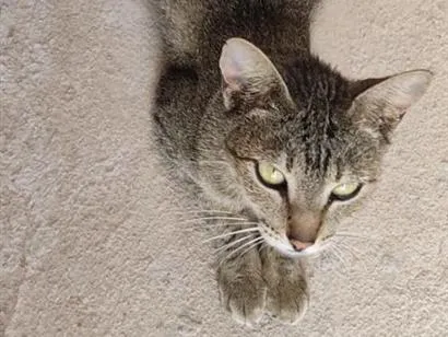 Gato raça SRD-ViraLata idade 2 anos nome Nora