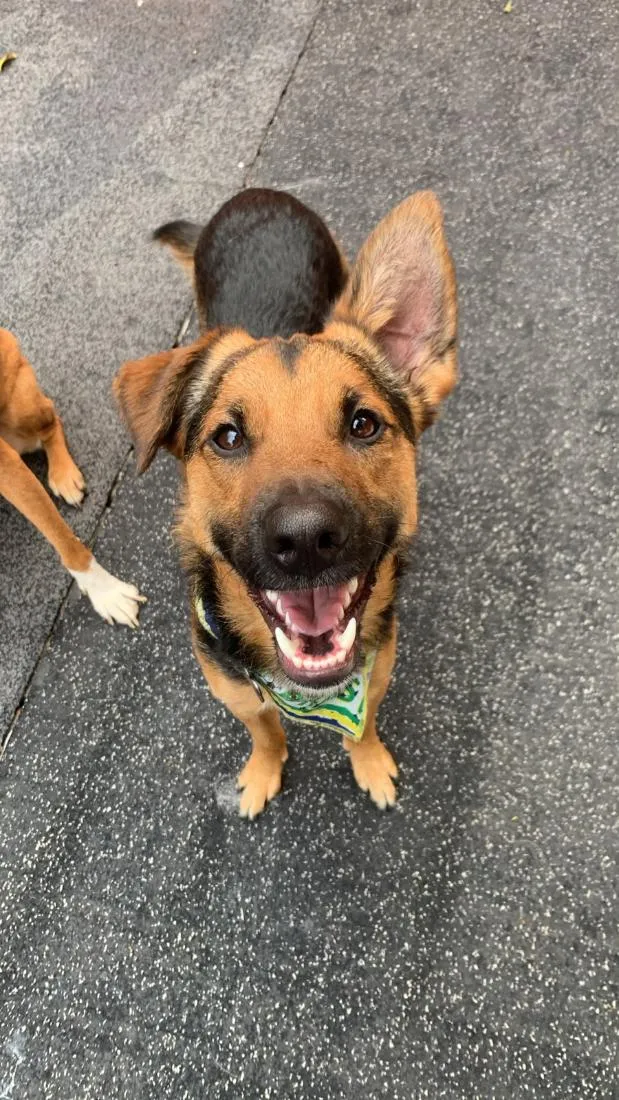 Cachorro raça SRD-ViraLata idade 1 ano nome Julio