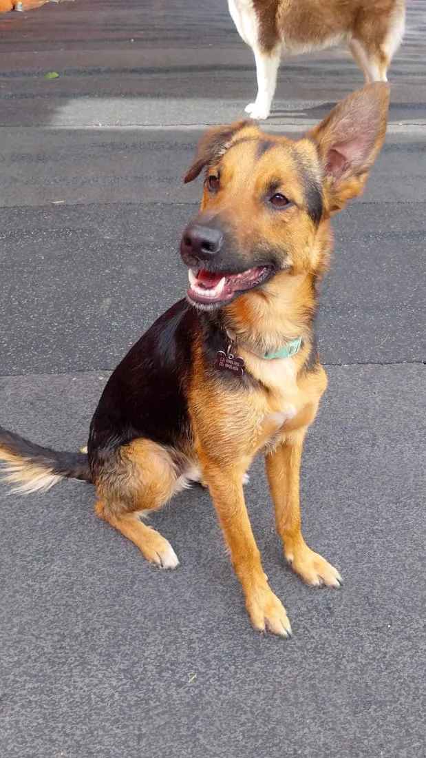 Cachorro raça SRD-ViraLata idade 1 ano nome Julio