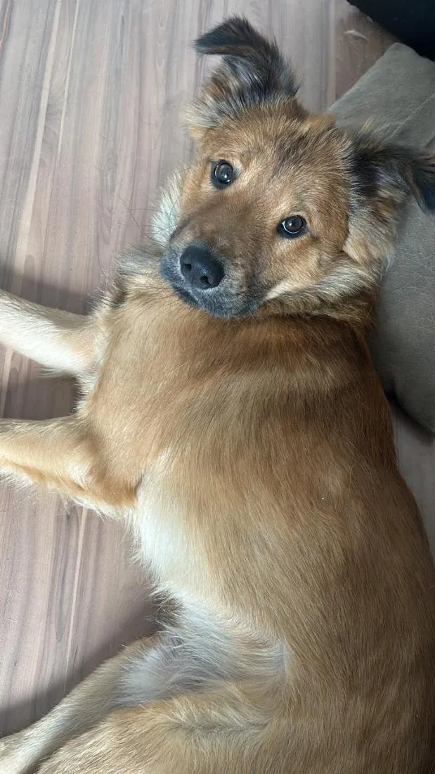 Cachorro raça SRD-ViraLata idade 2 a 6 meses nome Katatau