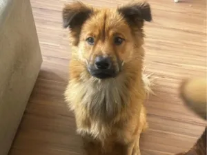 Cachorro raça SRD-ViraLata idade 2 a 6 meses nome Katatau
