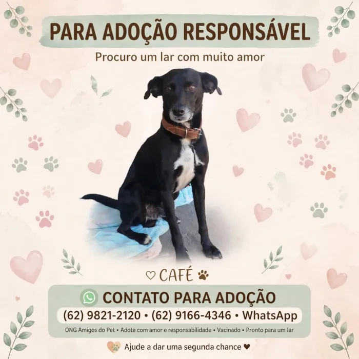 Cachorro raça SRD-ViraLata idade 3 anos nome Café