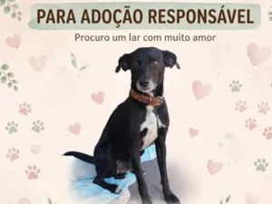 Cachorro raça SRD-ViraLata idade 3 anos nome Café