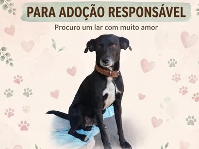 Cachorro raça SRD-ViraLata idade 3 anos nome Café
