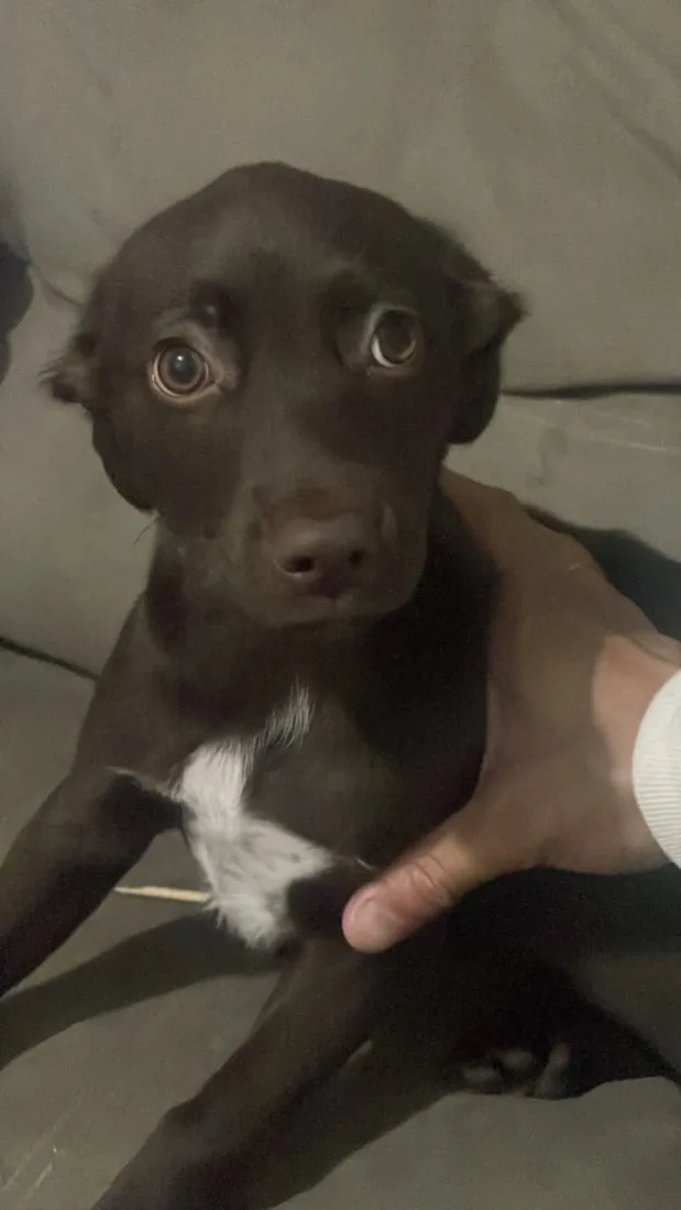 Cachorro raça SRD-ViraLata idade 2 a 6 meses nome Kiara 