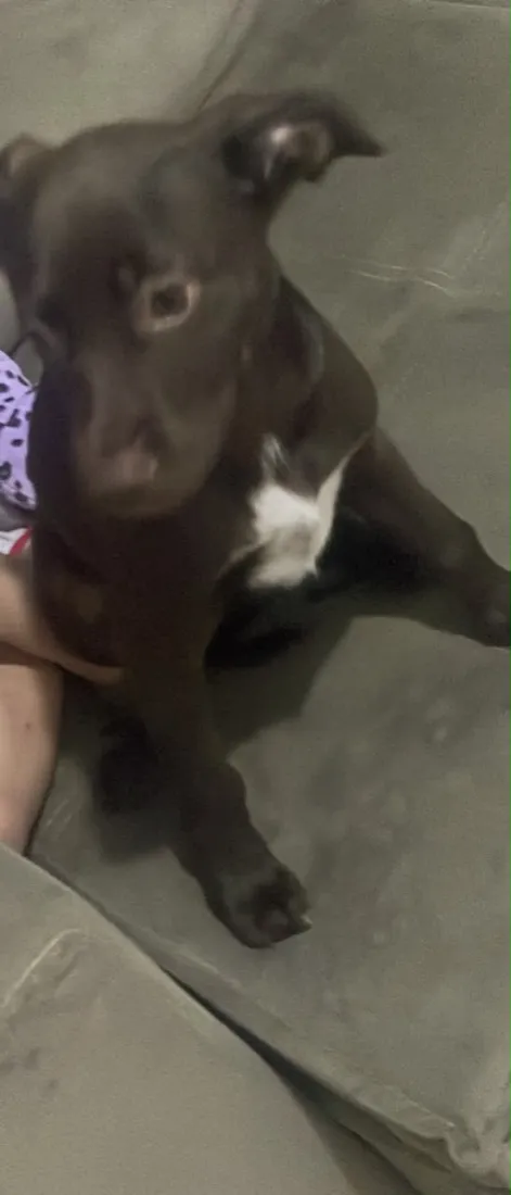 Cachorro raça SRD-ViraLata idade 2 a 6 meses nome Kiara 