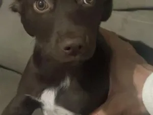 Cachorro raça SRD-ViraLata idade 2 a 6 meses nome Kiara 