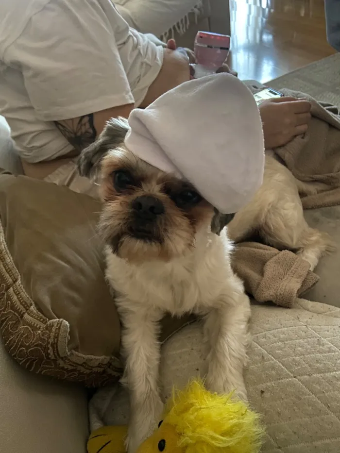 Cachorro raça Shitzu idade 6 ou mais anos nome Chucrute