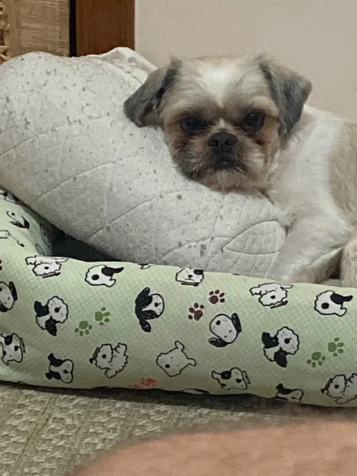 Cachorro raça Shitzu idade 6 ou mais anos nome Chucrute
