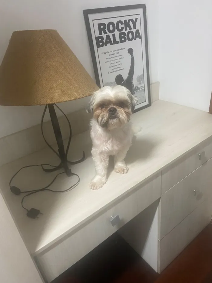 Cachorro raça Shitzu idade 6 ou mais anos nome Chucrute
