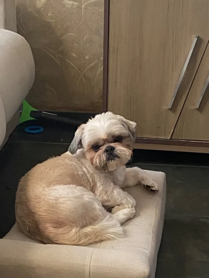 Cachorro raça Shitzu idade 6 ou mais anos nome Chucrute