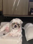 Chucrute