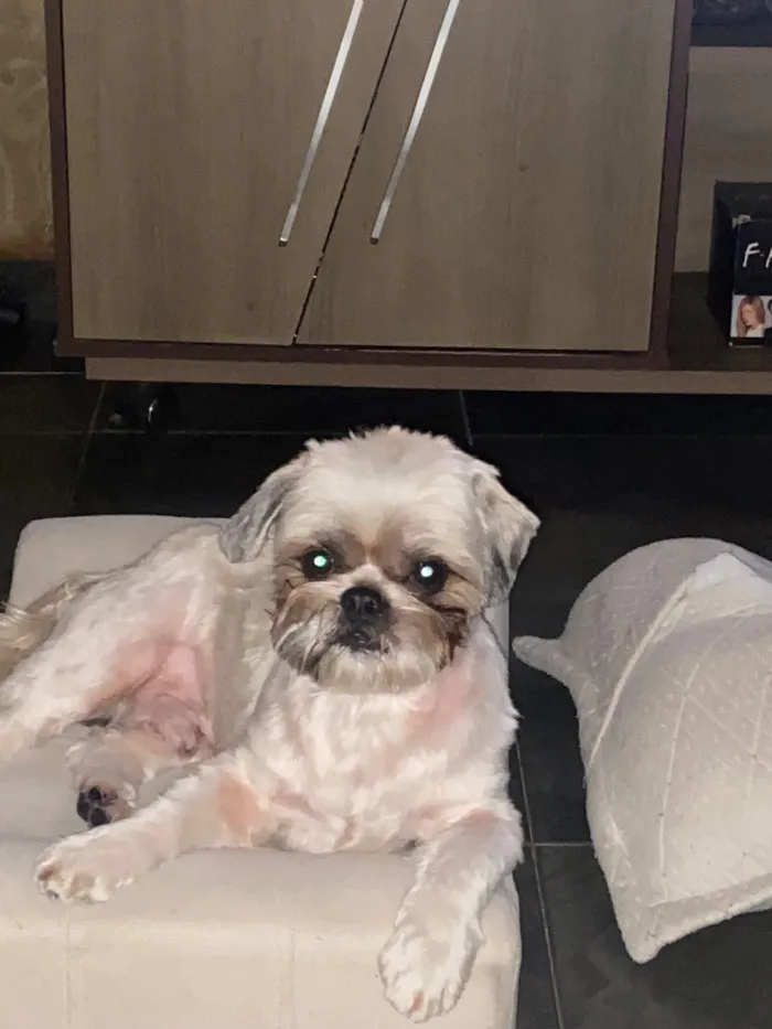 Cachorro raça Shitzu idade 6 ou mais anos nome Chucrute