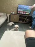 Chucrute