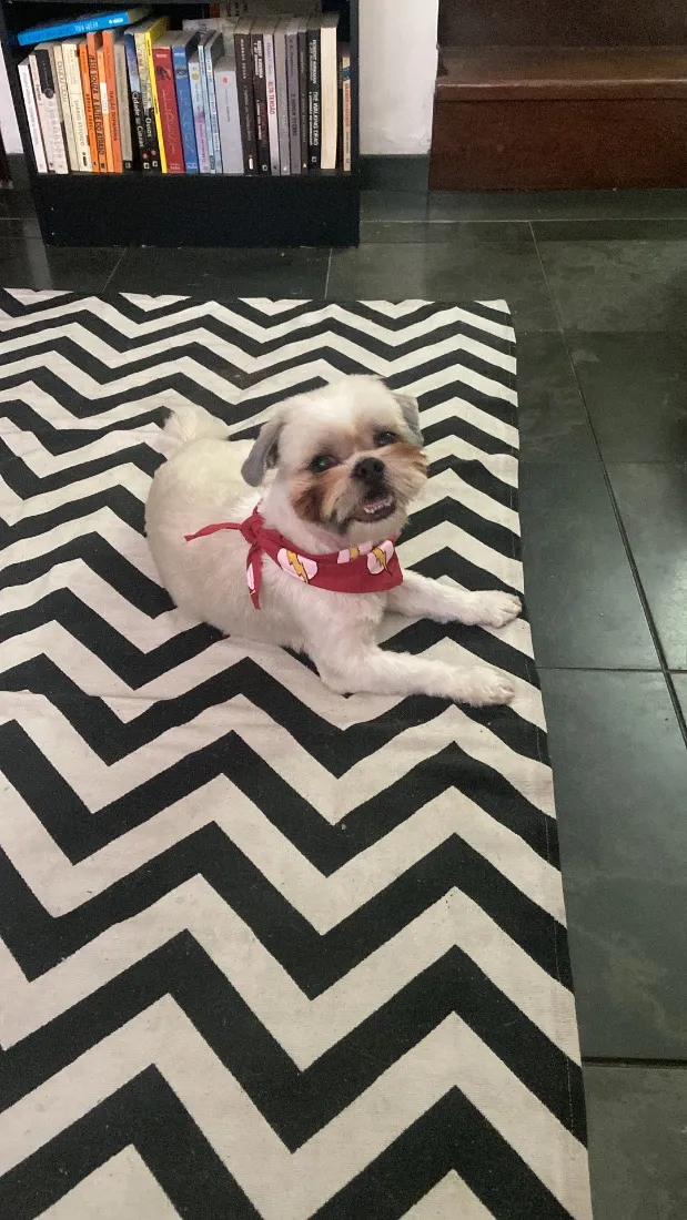 Cachorro raça Shitzu idade 6 ou mais anos nome Chucrute
