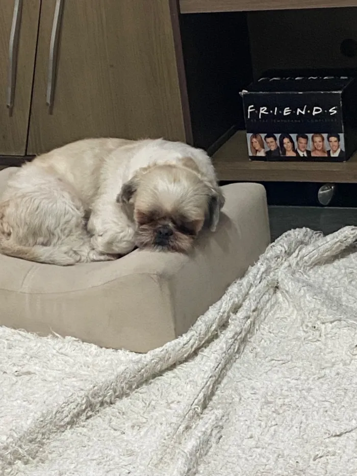 Cachorro raça Shitzu idade 6 ou mais anos nome Chucrute