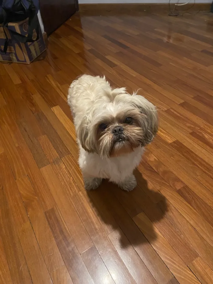 Cachorro raça Shitzu idade 6 ou mais anos nome Chucrute