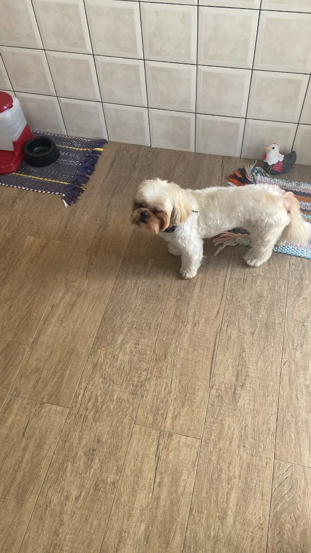 Cachorro raça Shitzu idade 6 ou mais anos nome Chucrute