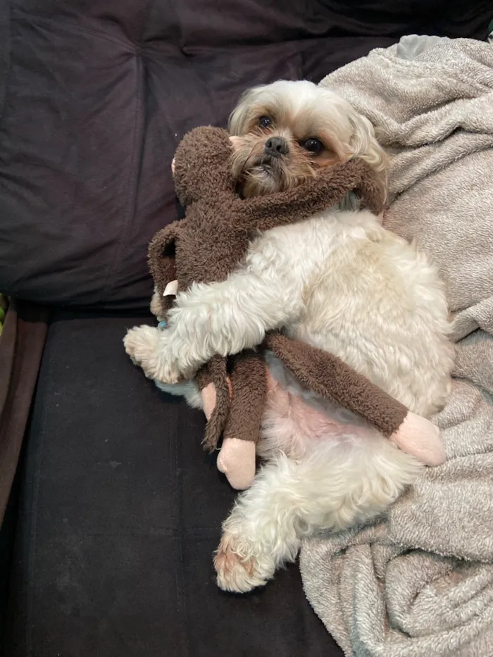 Cachorro raça Shitzu idade 6 ou mais anos nome Chucrute