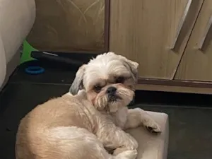 Cachorro raça Shitzu idade 6 ou mais anos nome Chucrute