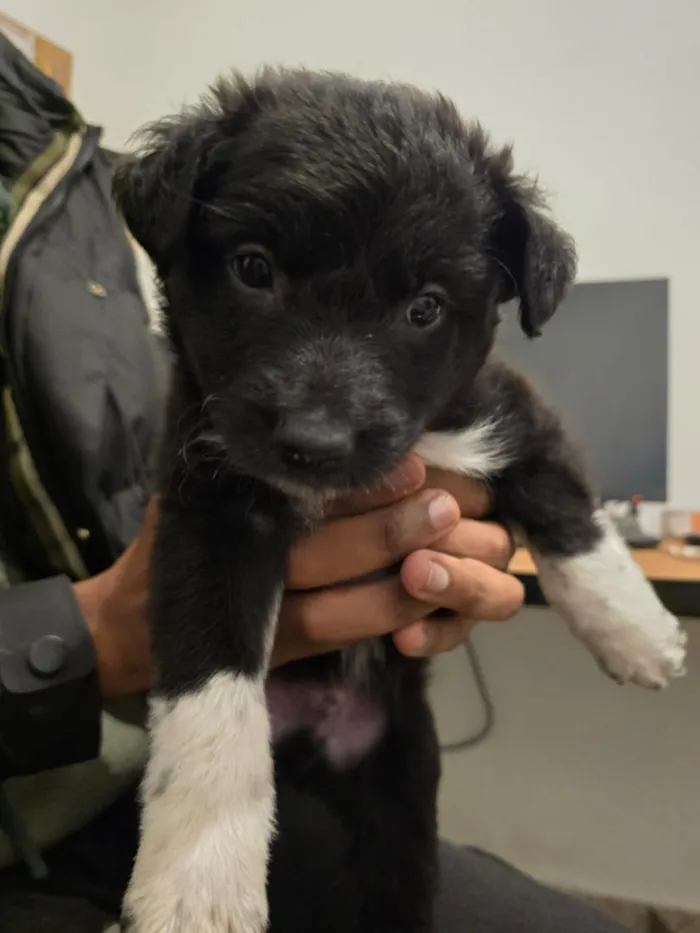 Cachorro raça SRD-ViraLata idade Abaixo de 2 meses nome Jorginho