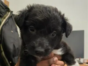 Cachorro raça SRD-ViraLata idade Abaixo de 2 meses nome Jorginho