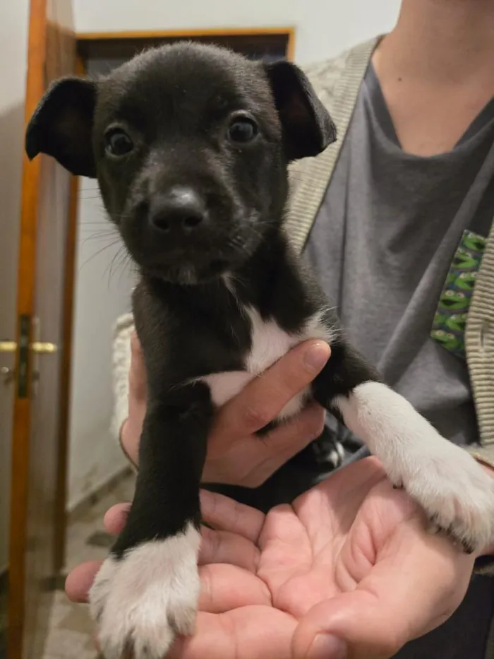 Cachorro raça SRD-ViraLata idade Abaixo de 2 meses nome Francisco