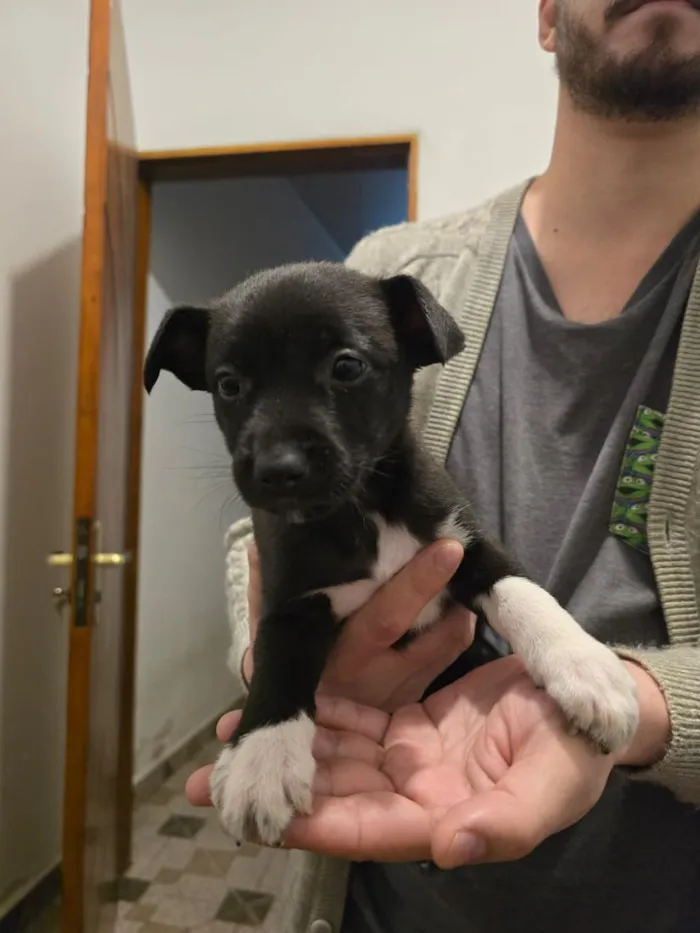 Cachorro raça SRD-ViraLata idade Abaixo de 2 meses nome Francisco