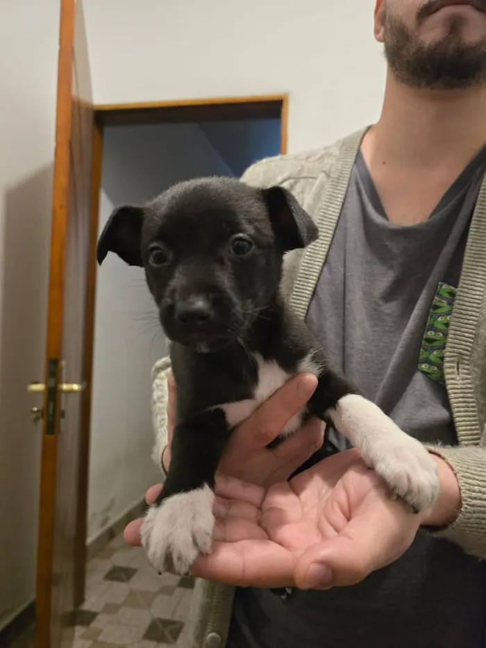 Cachorro raça SRD-ViraLata idade Abaixo de 2 meses nome Francisco