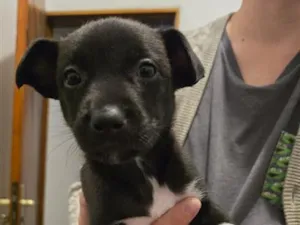 Cachorro raça SRD-ViraLata idade Abaixo de 2 meses nome Francisco