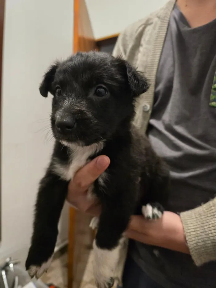 Cachorro raça SRD-ViraLata idade Abaixo de 2 meses nome Lindu
