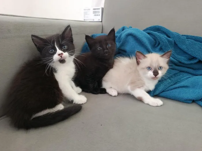 Gato raça SRD-ViraLata idade Abaixo de 2 meses nome 3 Gatinhos Filhotes