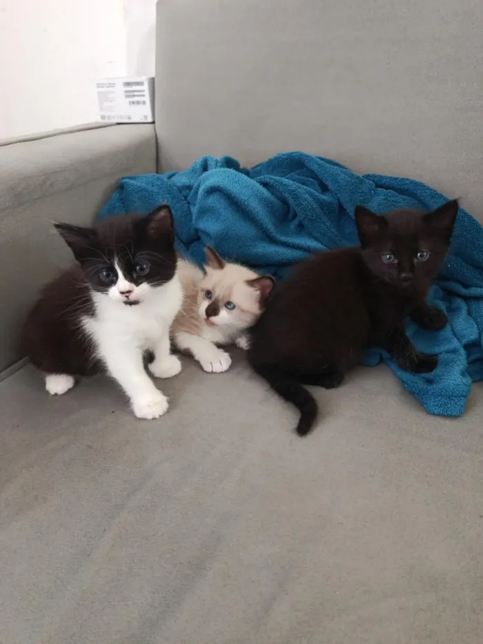 Gato raça SRD-ViraLata idade Abaixo de 2 meses nome 3 Gatinhos Filhotes
