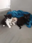 3 Gatinhos Filhotes