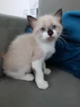 3 Gatinhos Filhotes