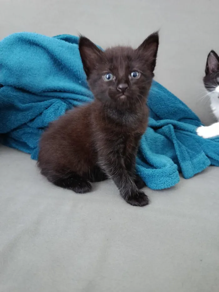 Gato raça SRD-ViraLata idade Abaixo de 2 meses nome 3 Gatinhos Filhotes
