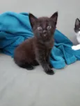 3 Gatinhos Filhotes