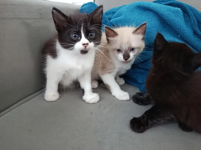 Gato raça SRD-ViraLata idade Abaixo de 2 meses nome 3 Gatinhos Filhotes