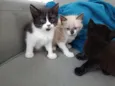 3 Gatinhos Filhotes
