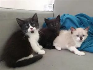 Gato raça SRD-ViraLata idade Abaixo de 2 meses nome 3 Gatinhos Filhotes