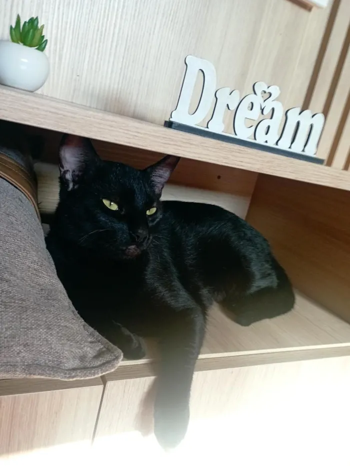 Gato raça SRD-ViraLata idade 2 anos nome Wandinha